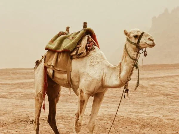 ناقه امام سجاد